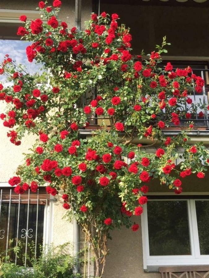 Ferienwohnung Detmold Ngoại thất bức ảnh